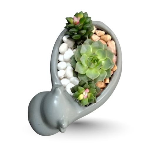Sandrose & Laxmi Kamal Succulent in Decorative Pot | Elegant Gift Set