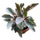 Peperomia clusiifolia