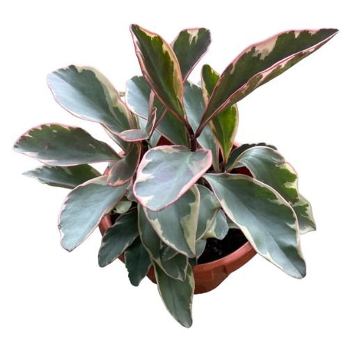 Peperomia clusiifolia