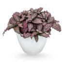 Pink Fittonia