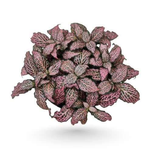 Fittonia ‘Pink Forest Flame’ Plant - Image 2