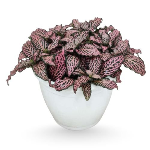 Pink Fittonia