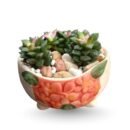 Sandrose (Sunrise) Succulent in Decorative Pot – Elegant Gift Set