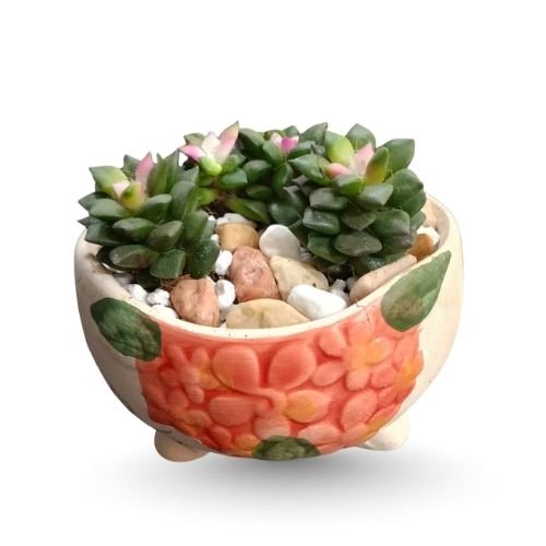 Sandrose (Sunrise) Succulent in Decorative Pot – Elegant Gift Set