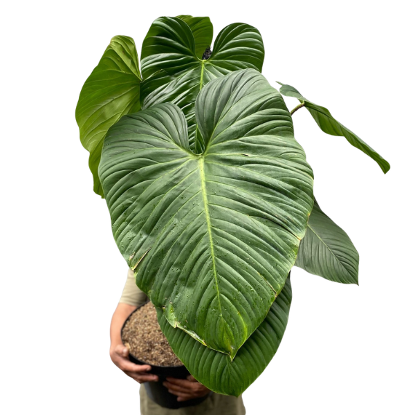 Philodendron Nangaritense