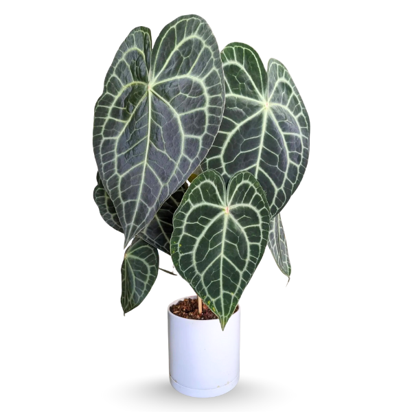 Anthurium clarinervium – Rare - Image 4