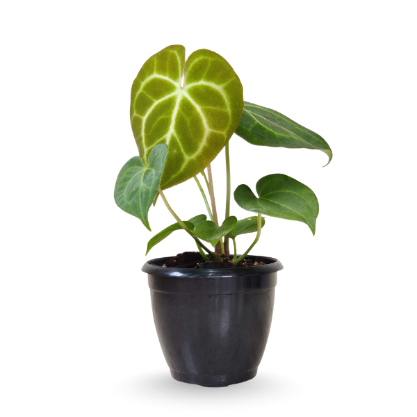 Anthurium clarinervium – Rare - Image 2