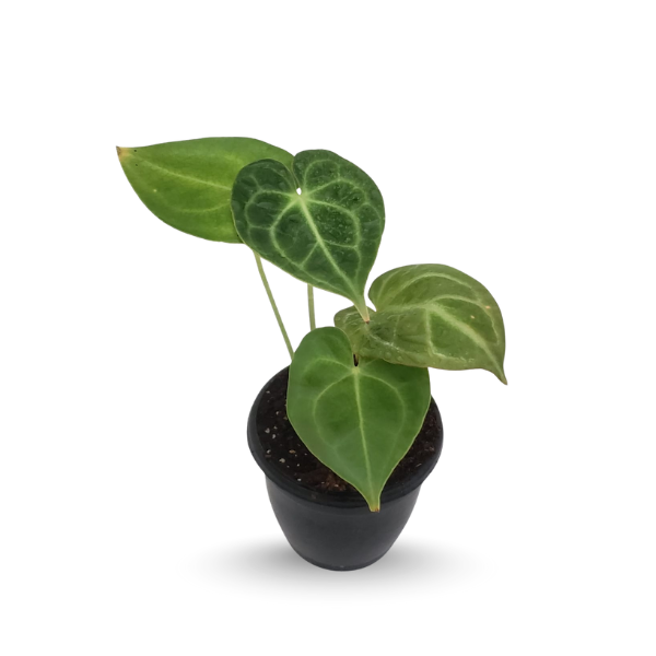 Anthurium clarinervium – Rare - Image 3