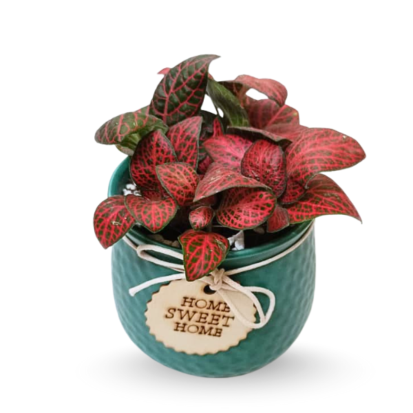 fittonia-planter-teal
