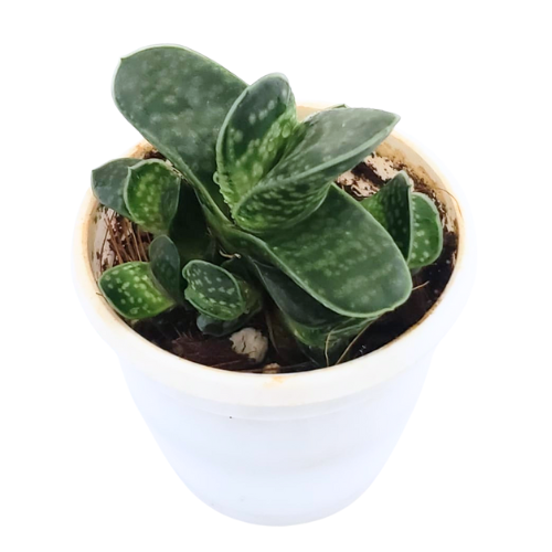Gasteria ‘Little Warty’ – Rare Succulent in white pot