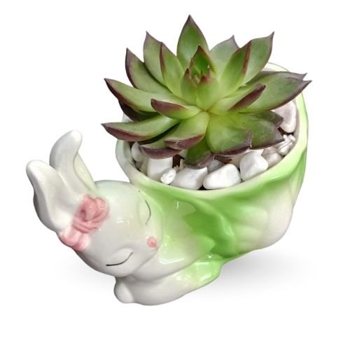ππΈ Laxmi Kamal in Mouse Ceramic Pot β Cute & Auspicious Gift Set - Image 2