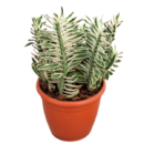 Pedilanthus