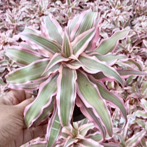 Cryptanthus Bivittatus Pink Color Plant (Big size potted)