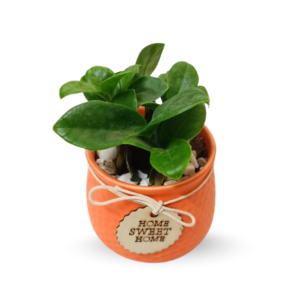 succelent-planter-orange