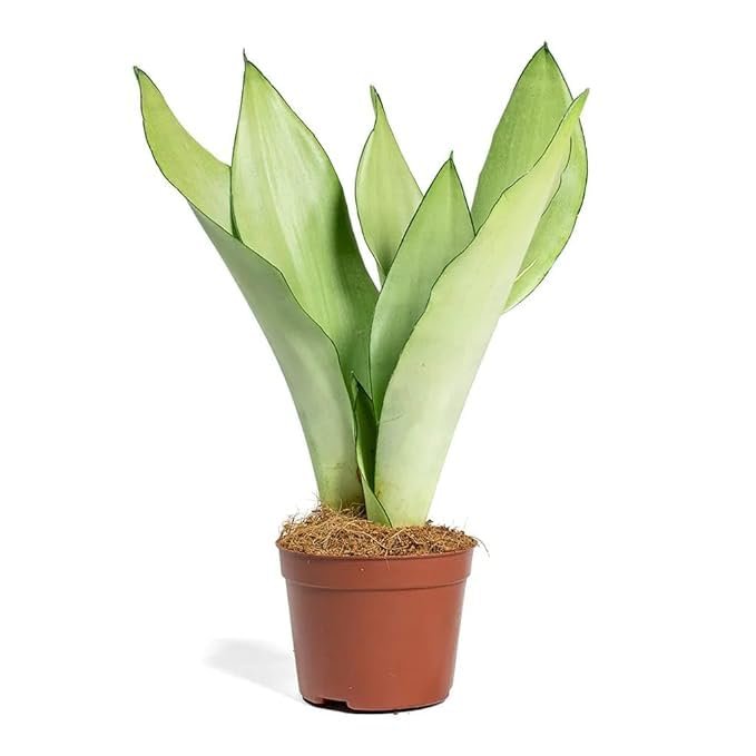 Sansevieria ‘Moonshine’ – Elegant Silver-Green Snake Plant - Image 2