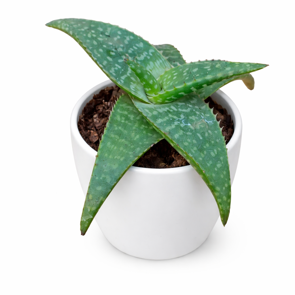 Aloe Rauhii