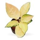 Aglaonema Yellow