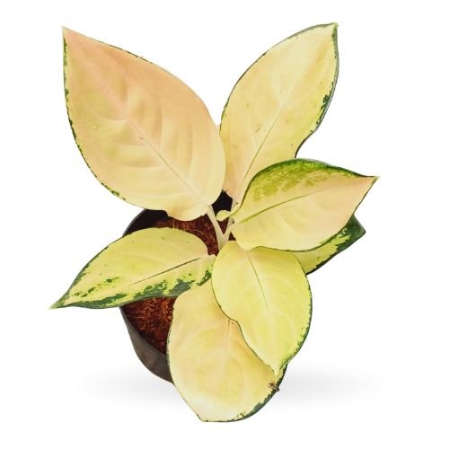 Aglaonema Yellow