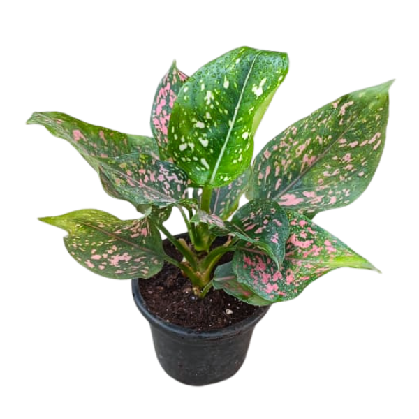 Aglonema beauty