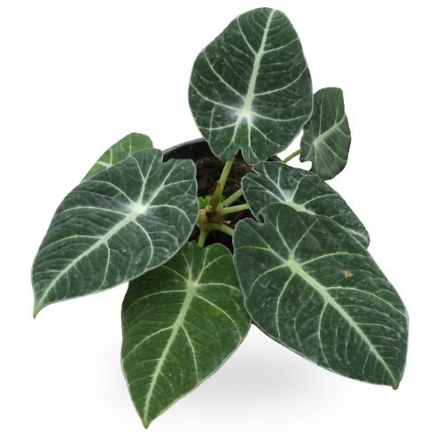 Alocasia Black Velvet (Alocasia reginula) - Image 2