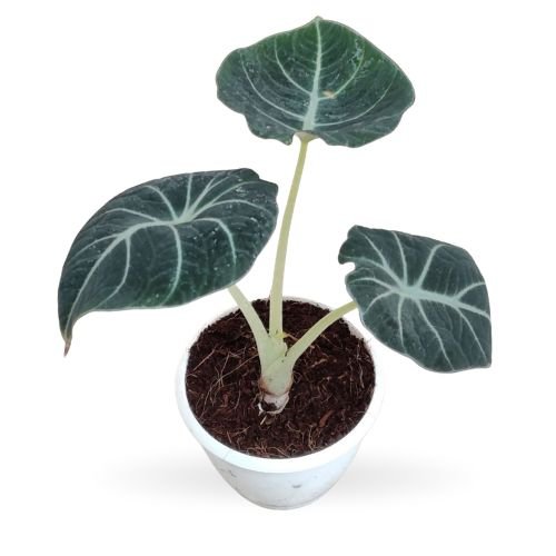Alocasia Black Velvet (Alocasia reginula) - Image 4