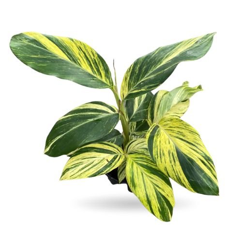 Alpinia Zerumbet Variegata – Shell Ginger - Image 2