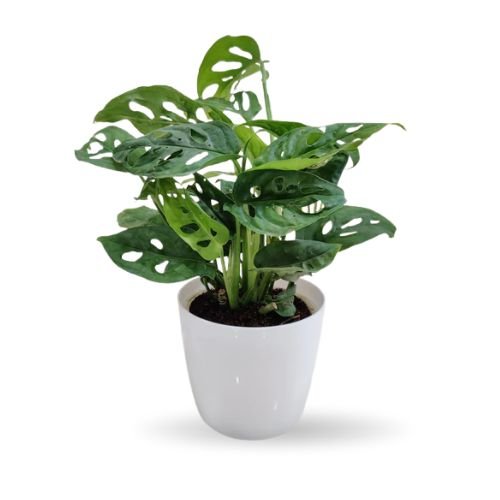 monstera broken heart