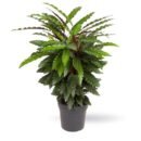 Calathea Rufibarba