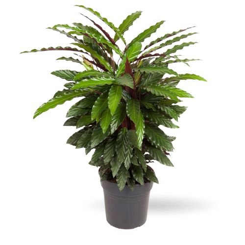 Calathea Rufibarba