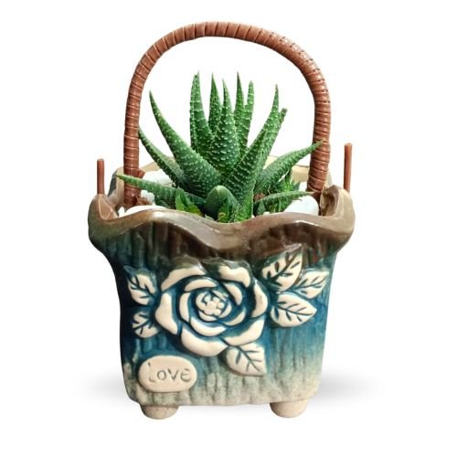 Haworthia Plant in Decorative Basket Pot – Perfect Gift