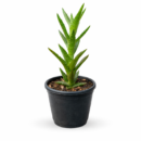 Aloe Juvenna