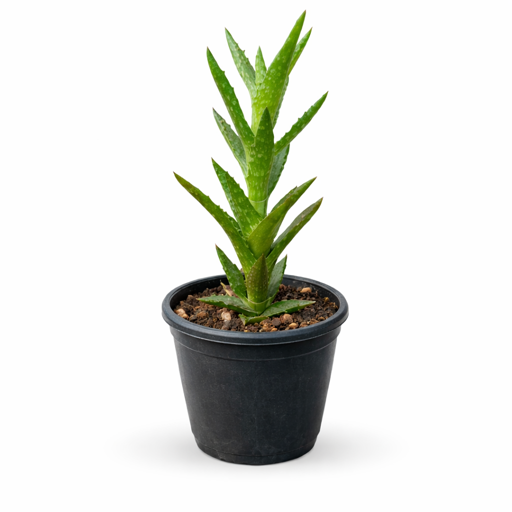 Aloe Juvenna