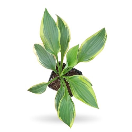 Hosta Minuteman