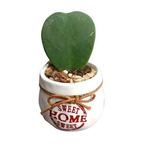 Hoya Heart