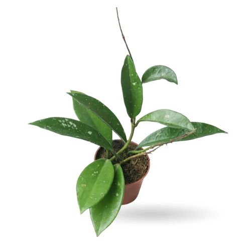 Hoya Pubicalyx