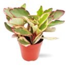Peperomia Jelly