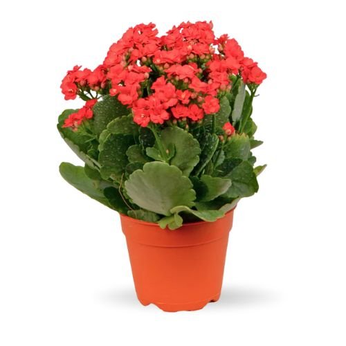 Kalanchoe-Red