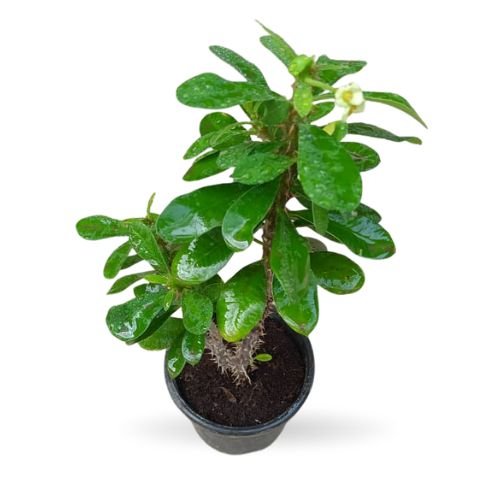 Euphorbia milii (lemon white flowering) - Image 2