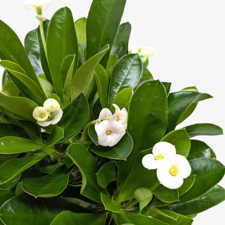 Euphorbia milii (lemon white flowering) - Image 3