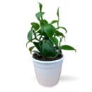 Vanilla Planifolia