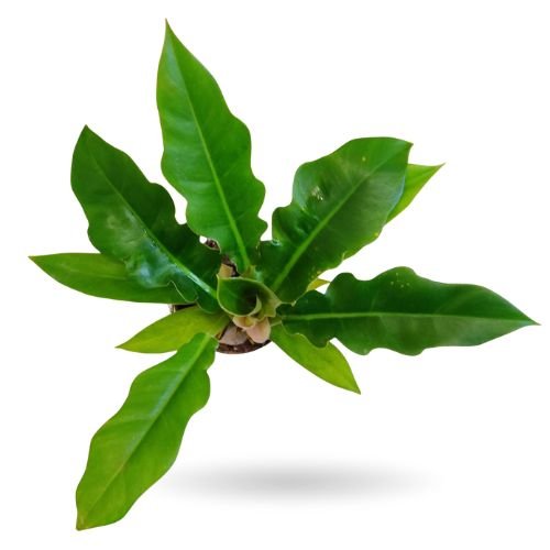 Philodendron Narrow