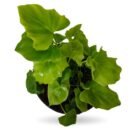 Philodendron Selloum Hope