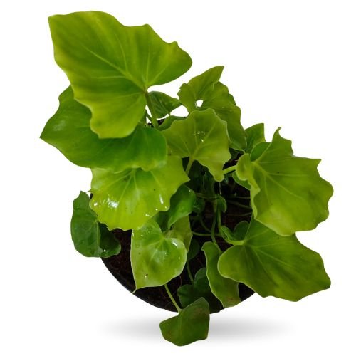 Philodendron Selloum Hope