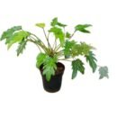 Philodendron xanadu Green
