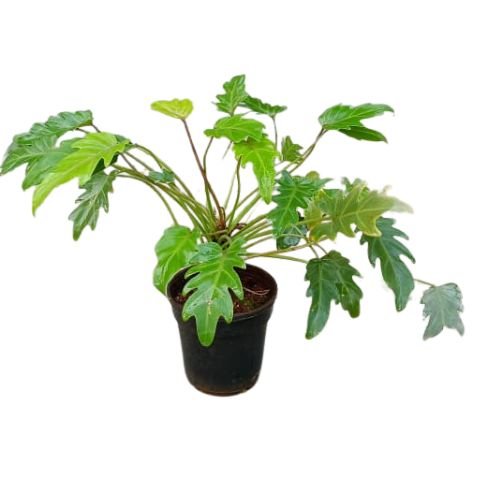 Philodendron xanadu Green