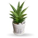 Sansevieria Gabriella