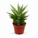 Sansevieria Gabriella