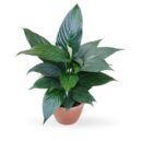 Spathiphyllum Crown