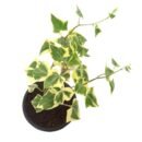 English Ivy Variegated – Trailing Indoor Vine