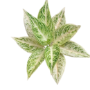 Aglaonema White Legacy - Rare Foliage